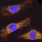 mtHSP70 antibody, AF3584, R&D Systems, Immunofluorescence image 