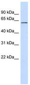 Fc Receptor Like 4 antibody, TA339576, Origene, Western Blot image 