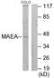 Macrophage Erythroblast Attacher antibody, LS-C119116, Lifespan Biosciences, Western Blot image 