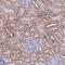 ER Membrane Protein Complex Subunit 8 antibody, HPA049476, Atlas Antibodies, Immunohistochemistry frozen image 