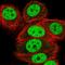 Heterogeneous Nuclear Ribonucleoprotein U Like 1 antibody, HPA049475, Atlas Antibodies, Immunofluorescence image 