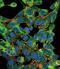 Proteasome Subunit Beta 1 antibody, PA5-49648, Invitrogen Antibodies, Immunofluorescence image 