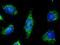 Peroxiredoxin 5 antibody, GTX01996, GeneTex, Immunofluorescence image 