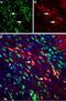 Neuropilin 2 antibody, PA5-77526, Invitrogen Antibodies, Immunohistochemistry paraffin image 