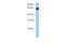 Transglutaminase-3-like antibody, PA5-69576, Invitrogen Antibodies, Western Blot image 