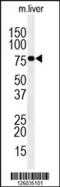 INO80 Complex Subunit D antibody, 61-768, ProSci, Western Blot image 