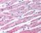 Dysferlin antibody, 49-666, ProSci, Immunohistochemistry frozen image 