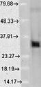 Heme Oxygenase 1 antibody, orb67328, Biorbyt, Western Blot image 