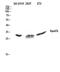 Apolipoprotein O Like antibody, A12075, Boster Biological Technology, Western Blot image 