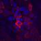 Mucin 1, Cell Surface Associated antibody, MAB6298, R&D Systems, Immunocytochemistry image 