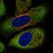 Frizzled Class Receptor 8 antibody, HPA071142, Atlas Antibodies, Immunofluorescence image 