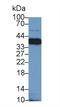 Nucleophosmin 1 antibody, LS-C295689, Lifespan Biosciences, Western Blot image 