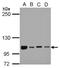 NFKB Repressing Factor antibody, NBP2-15041, Novus Biologicals, Western Blot image 