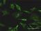 TXK Tyrosine Kinase antibody, H00007294-M01, Novus Biologicals, Immunocytochemistry image 