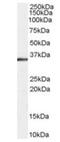 STIP1 Homology And U-Box Containing Protein 1 antibody, orb18821, Biorbyt, Western Blot image 