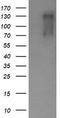 ERBB2 antibody, TA505792, Origene, Western Blot image 