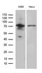 Rac GTPase Activating Protein 1 antibody, LS-C796027, Lifespan Biosciences, Western Blot image 