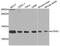 ATP Synthase Inhibitory Factor Subunit 1 antibody, STJ22734, St John