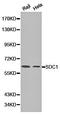 Phosphohistidine Phosphatase 1 antibody, orb191461, Biorbyt, Western Blot image 