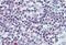 Baculoviral IAP Repeat Containing 5 antibody, MBS243216, MyBioSource, Immunohistochemistry paraffin image 