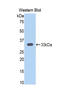 Calpain 1 antibody, LS-B14616, Lifespan Biosciences, Western Blot image 