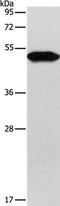 Keratin 81 antibody, PA5-50197, Invitrogen Antibodies, Western Blot image 