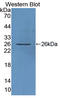 Family With Sequence Similarity 3 Member C antibody, LS-C374968, Lifespan Biosciences, Western Blot image 