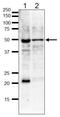 Tubulin Gamma 1 antibody, GTX00881, GeneTex, Western Blot image 