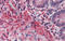 PR/SET Domain 5 antibody, 25-097, ProSci, Immunohistochemistry frozen image 