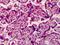 Mediator Complex Subunit 28 antibody, orb94266, Biorbyt, Immunohistochemistry paraffin image 