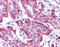 Fyn Related Src Family Tyrosine Kinase antibody, 51-363, ProSci, Immunohistochemistry paraffin image 