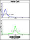 Signal Recognition Particle 72 antibody, 62-535, ProSci, Immunohistochemistry paraffin image 