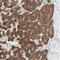 Nucleobindin 2 antibody, NBP1-87383, Novus Biologicals, Immunohistochemistry paraffin image 