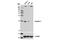 Claudin 1 antibody, 13995S, Cell Signaling Technology, Western Blot image 