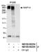 Microtubule-associated protein 1A antibody, NB100-68254, Novus Biologicals, Western Blot image 