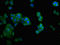 NDRG Family Member 4 antibody, LS-C671565, Lifespan Biosciences, Immunofluorescence image 