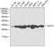 Glutathione S-Transferase Omega 1 antibody, 13-610, ProSci, Western Blot image 