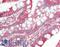 Integrin Subunit Beta 1 antibody, LS-B12418, Lifespan Biosciences, Immunohistochemistry paraffin image 