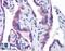 STT3 Oligosaccharyltransferase Complex Catalytic Subunit A antibody, LS-B4363, Lifespan Biosciences, Immunohistochemistry frozen image 