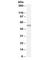 Autoimmune regulator antibody, R34350-100UG, NSJ Bioreagents, Western Blot image 