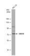 Sorting Nexin 18 antibody, NBP2-20443, Novus Biologicals, Western Blot image 