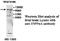 Inositol Polyphosphate-4-Phosphatase Type I A antibody, MBS416027, MyBioSource, Western Blot image 