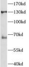 Nitric oxide synthase antibody, FNab04325, FineTest, Western Blot image 