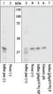 Component Of Inhibitor Of Nuclear Factor Kappa B Kinase Complex antibody, LS-C53801, Lifespan Biosciences, Western Blot image 