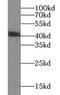 DnaJ Heat Shock Protein Family (Hsp40) Member B1 antibody, FNab02442, FineTest, Western Blot image 