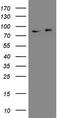 Adaptor Protein, Phosphotyrosine Interacting With PH Domain And Leucine Zipper 1 antibody, LS-C794139, Lifespan Biosciences, Western Blot image 