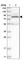 Mitogen-activated protein kinase 6 antibody, HPA030262, Atlas Antibodies, Western Blot image 