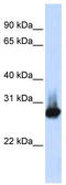 6C6-AG tumor-associated antigen antibody, TA339025, Origene, Western Blot image 