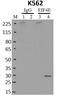 Eukaryotic Translation Initiation Factor 4E antibody, MA1-089, Invitrogen Antibodies, Immunoprecipitation image 