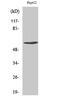 Cyclin B1 antibody, A00745S126-1, Boster Biological Technology, Western Blot image 